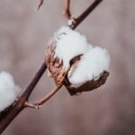 Cotton Crisis: From White Gold to Ghost Crop