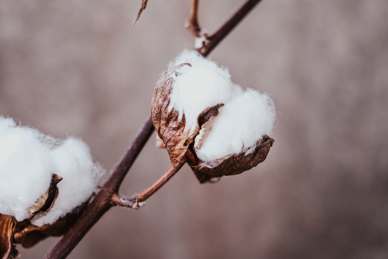 Cotton Crisis: From White Gold to Ghost Crop